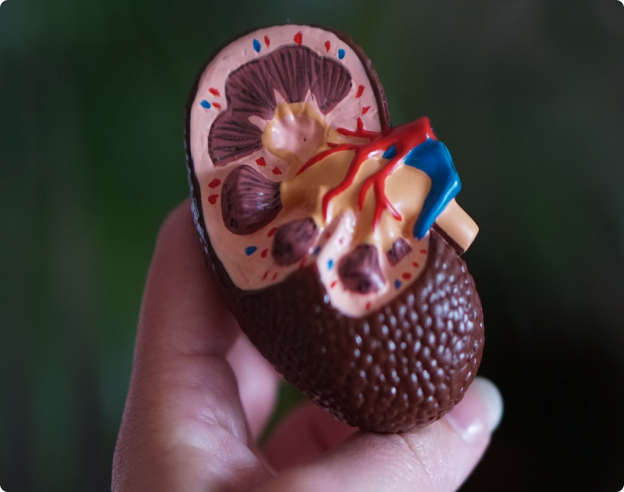 Dos Epidemias Silenciosas: La Osteoporosis y la E. Renal Crónica