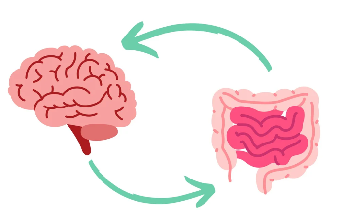 Intestino-cerebro
