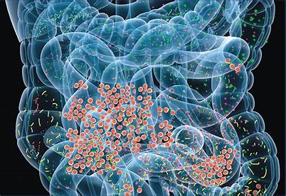 Microbioma